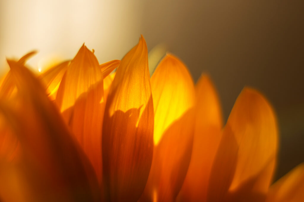 sunflower facing the sun symbolizing loving God and loving others