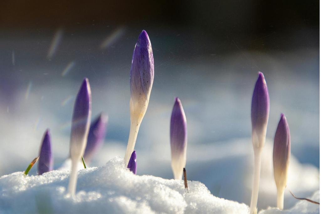 crocuses blooming in early spring symbolizing new beginnings and renewal