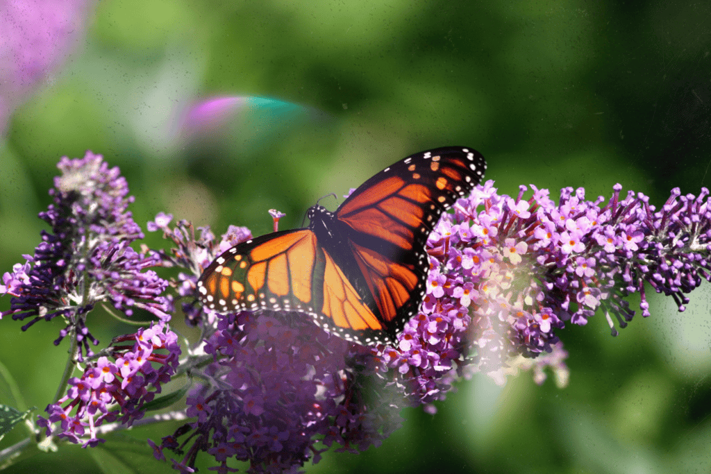 A monarch butterfly resting on purple butterfly-bush blossoms