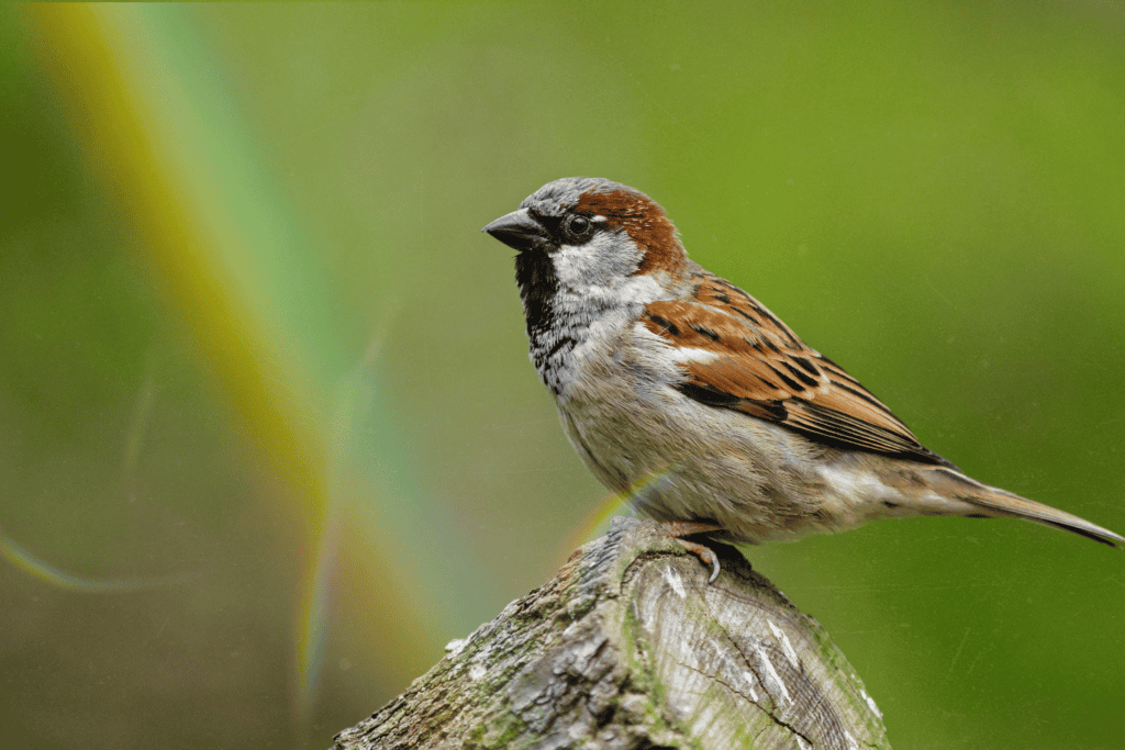 A house sparrow perched on a weathered post against a green, rainbow-tinged background