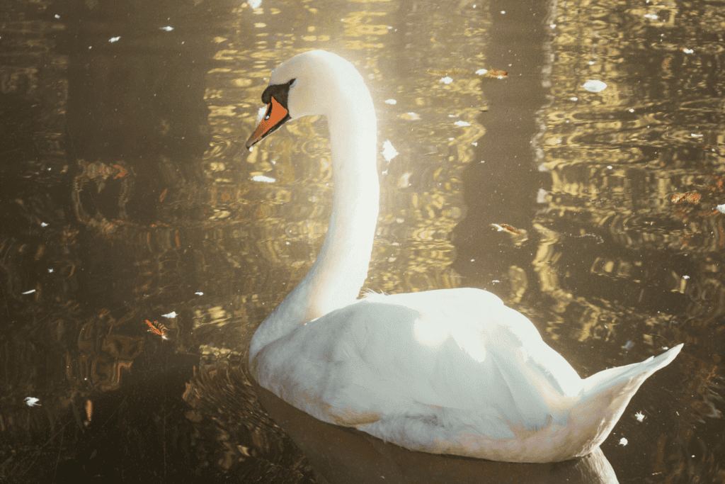A graceful white swan gliding on golden, sunlit water